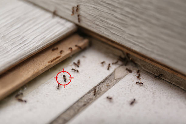 Best Ant Control Services  in Franklin, VA